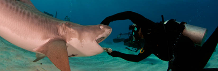 The Shark Con