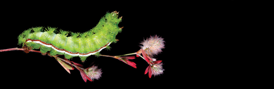 The Extraordinary Caterpillar