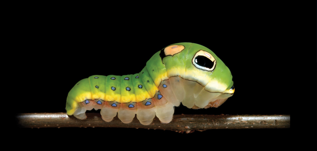 The Extraordinary Caterpillar