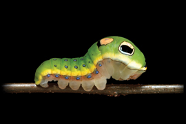 The Extraordinary Caterpillar